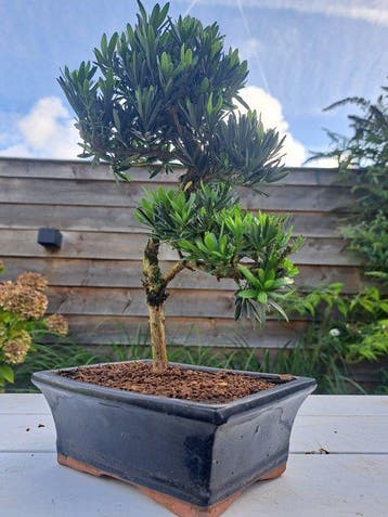 Boeddha-den bonsai (Podocarpus macrophyllus) - Hoogte
