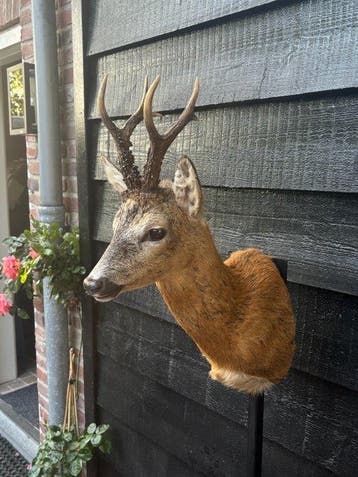 Chevreuil Support de corps entier pour taxidermie -, Collections