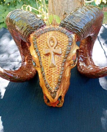 Mouflon Schedel van een zoogdier - Ovis orientalis musimon -