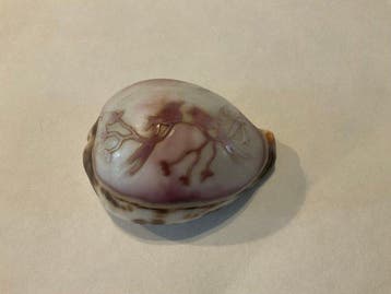 schelp Schelpdier - Gedecoreerde schelpen (Zonder