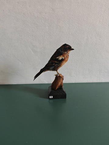 Peppola Support de corps entier pour taxidermie - Fringilla