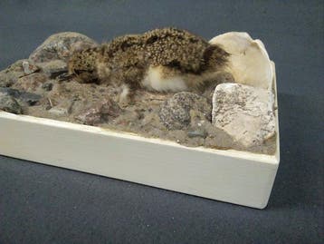 Scholekster Taxidermie volledige montage - Haematopus, Verzamelen, Nieuw