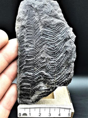 Varen - Gefossiliseerde plant - Lobatopteris miltoni (Artis