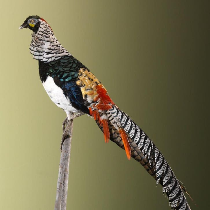 Ladyamherstfazant Taxidermie Opgezette Dieren By Max, Collections, Collections Animaux, Enlèvement ou Envoi