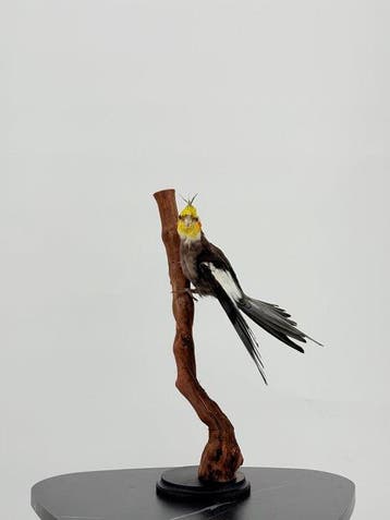 Valkparkiet - Geringd Taxidermie volledige montage -