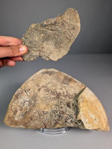 Claudiosaurus Fossiele Resten op Matrix - Fossiele