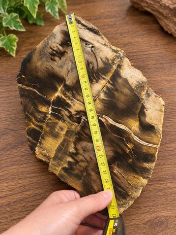 Versteend hout - Gefossiliseerd hout - Bois pétrifié - 28 cm, Collections