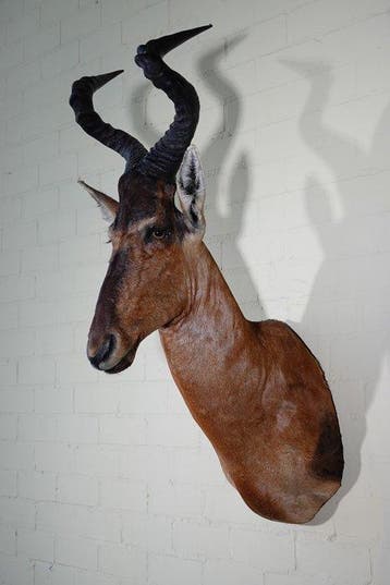 Bubale roux Support mural pour taxidermie - Alcelaphus