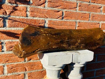 Mammouth laineux - Os fémoral fossilisé - 58 cm - 19 cm
