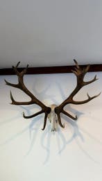 Trophée de chasse