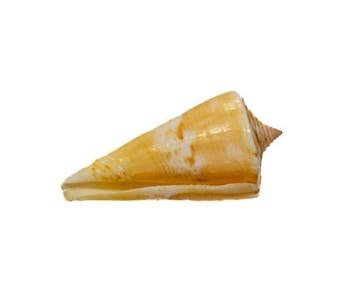 Conus voluminalis – escargot cône élégant pour, Collections