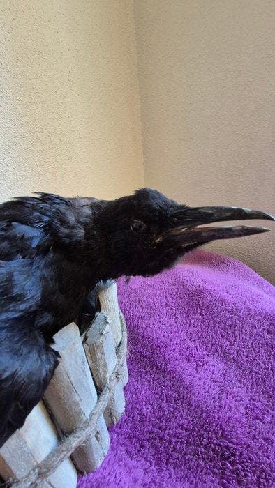 Zwarte kraai - Taxidermie wandmontage - Corvus corone -, Collections, Collections Animaux