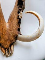 Vanuatu