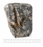 Voetafdruk van een theropode dinosaurus - Gefossiliseerde