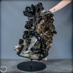 First Quality 43 kg rookkwarts op Stand Brazilië - Hoogte: