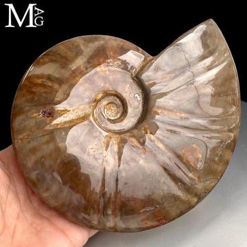 Gefossiliseerde ammonietenschelp (Cleoniceras) - Gepolijst, Verzamelen
