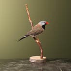 Spitsstaartamadine Taxidermie Opgezette Dieren By Max, Ophalen of Verzenden, Nieuw, Vogel, Opgezet dier