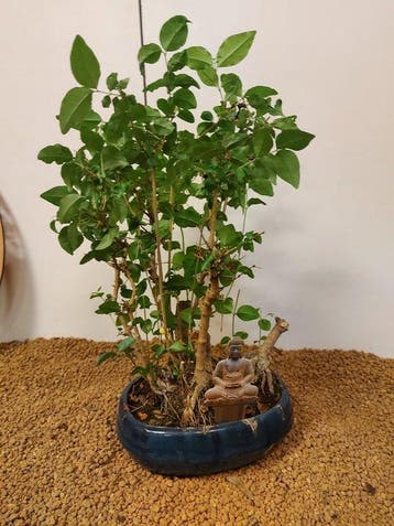 Bonsaï Troène (Ligustrum) - Hauteur (arbre) : 35 cm -