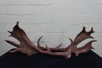 Fallow Buck antlers Schedel - Dama dama - 0 cm - 53 cm - 0, Nieuw