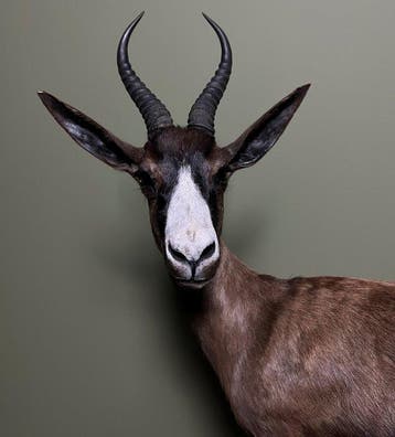 Springbok Taxidermie volledige montage - Antidorcas, Nieuw