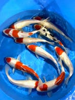 Hirasawa Marusei 29-34cm (Japanse Koi), Ophalen of Verzenden