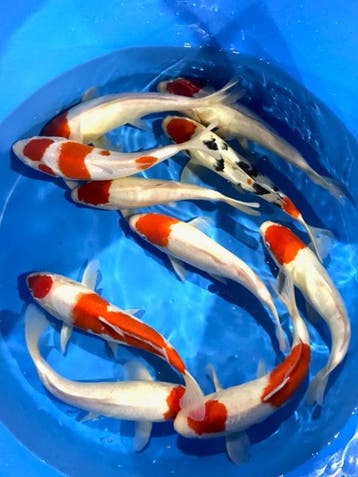 Hirasawa Marusei 29-34cm (Japanse Koi), Ophalen of Verzenden
