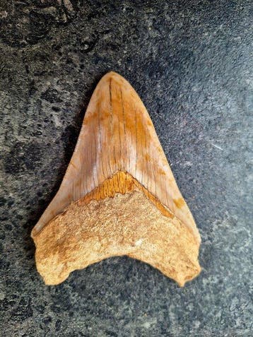 Megalodon - Fossiele tand - 11.4 cm - 9 cm
