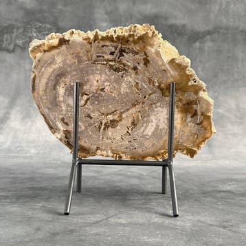 Magnifique tranche de bois pétrifié sur un socle