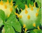 Cucumis Sp Soedan sierkomkommertjes zaden