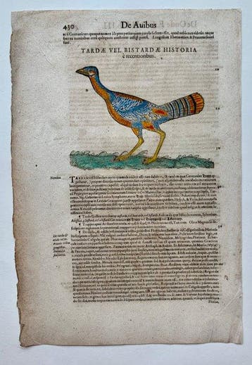 Conrad Gesner - Vogelbuch - 1617, Antiek en Kunst