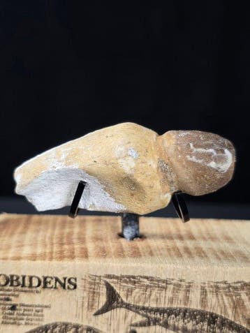 Fossiele tand - Globidens (Zonder minimumprijs)