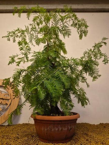 Kustmammoetboom bonsai (Sequoia) - Hoogte (boom): 75 cm -