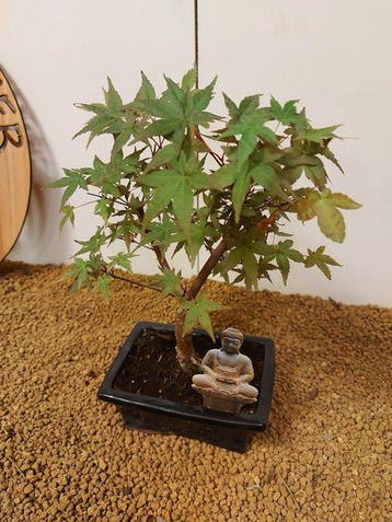 Japanese maple bonsai (Acer palmatum) - Hoogte (boom): 27 cm