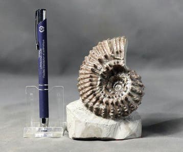 Stekelige, fijne en opvallende ammoniet - - Gefossiliseerd