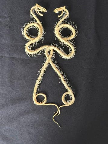 Serpent Support de corps entier pour taxidermie -, Collections