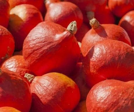 Solor pompoen basiseenheid zaden, Hobby en Vrije tijd, Knutselen, Nieuw