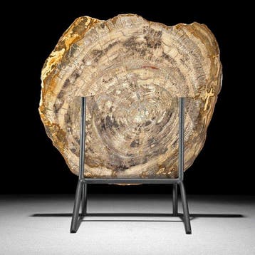 Magnifique tranche de bois pétrifié sur un socle