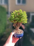Chamaecyparis Thyoides - Hoogte (boom): 23 cm - Diepte