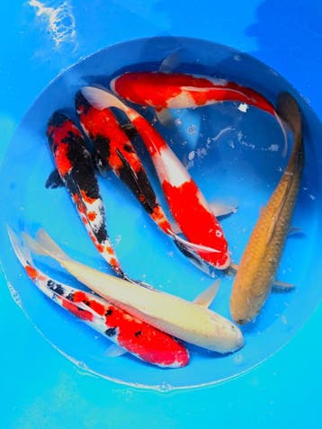 Hirasawa Marusei  40-50 cm (Japanse Koi), Ophalen of Verzenden, Nieuw