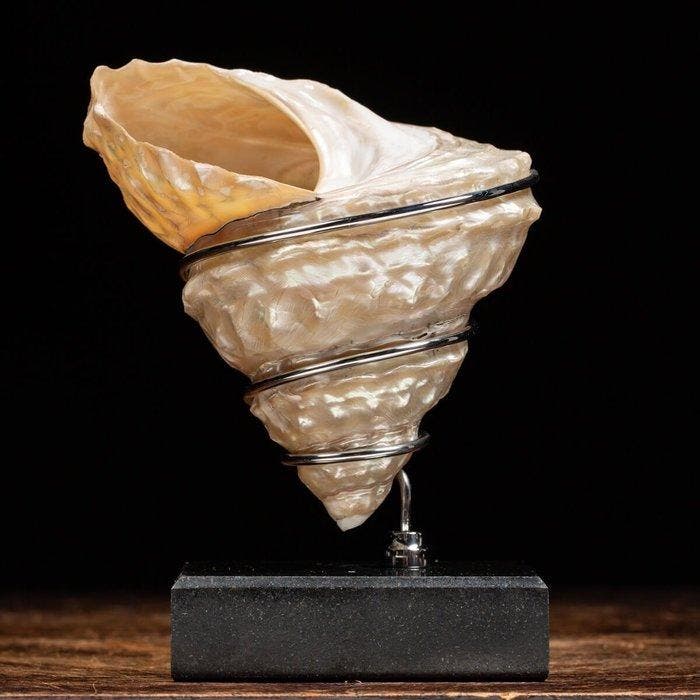 Exclusief meubelstuk - Parelmoer golvende tulband schelp -, Antiek en Kunst, Curiosa en Brocante