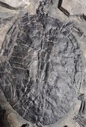 Exquisite Boutique Serie: Turtle - Gefossiliseerd dier -, Verzamelen