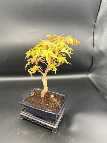 Japanese maple bonsai (Acer palmatum) - Hoogte (boom): 22 cm