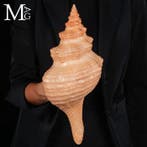 Zeldzame mariene schelp uit Mexico - Florida Horse Conch -