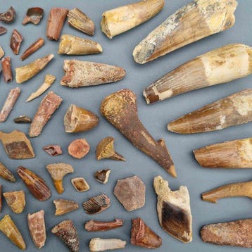 Ongedetermineerde collectie - Fossiele tand - Dinosaur: