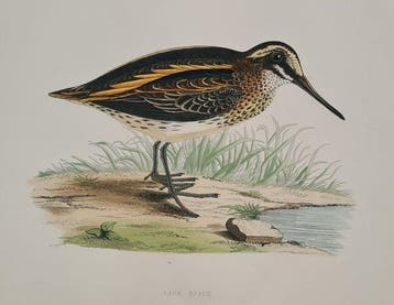 F O Morris, Benjamin Fawcett - 10 handgekleurde prenten van