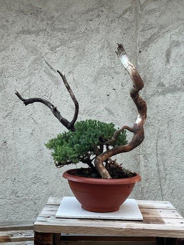Bonsaï Genévrier (Juniperus) - Hauteur (arbre) : 33 cm -