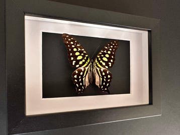 Vlinder Taxidermie volledige montage - Graphium Agamemnon de