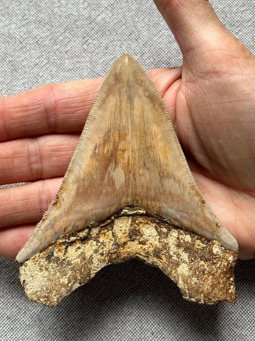 Megalodon-tand 11,0 cm - Fossiele tand - Carcharocles, Verzamelen, Mineralen en Fossielen