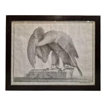 Giovanni Fontana (1795-1845) - Aquila che si pulisce il