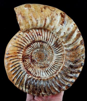 Ammoniet - Gefossiliseerd dier - Kranaosphinctes roedereri